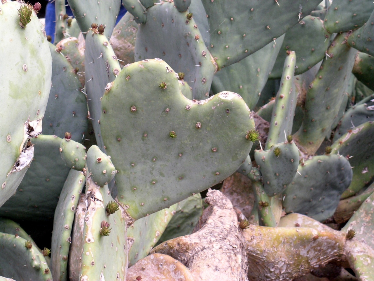 Cactus shaped like a heart